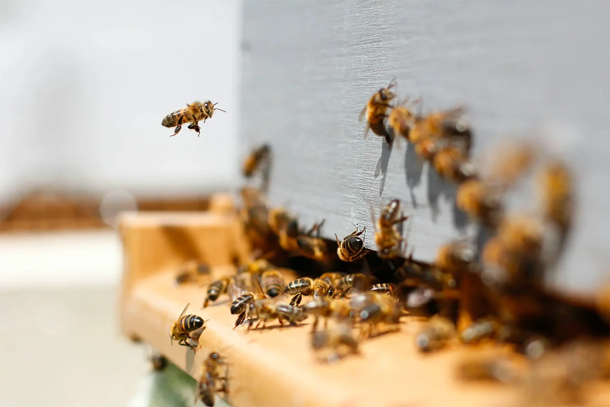 Abeille solitaire butinant une fleur — l'une des plus de 1 000 espèces sauvages présentes en France, essentielles à la pollinisation