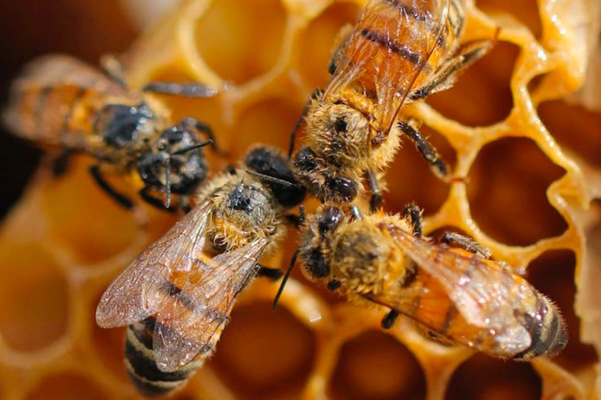 le langage des abeilles
