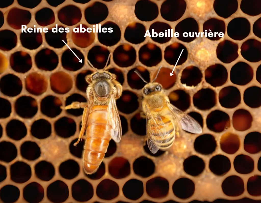 reine-des-abeilles