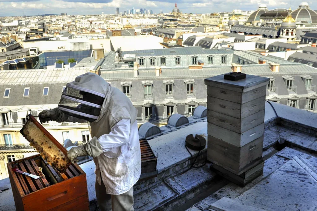 apiculture en ville