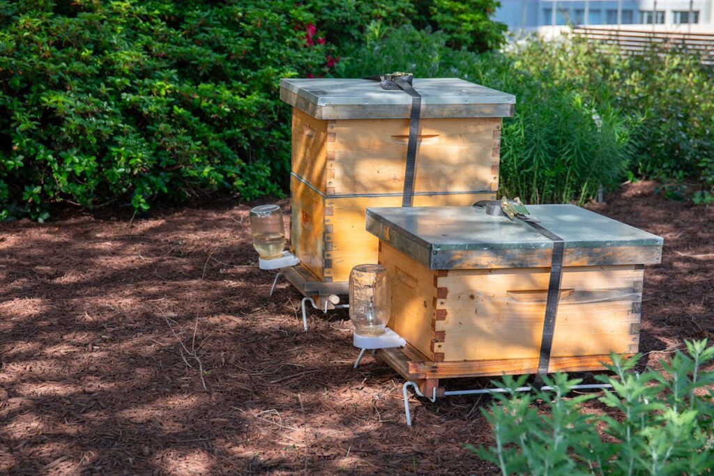 apiculture en ville