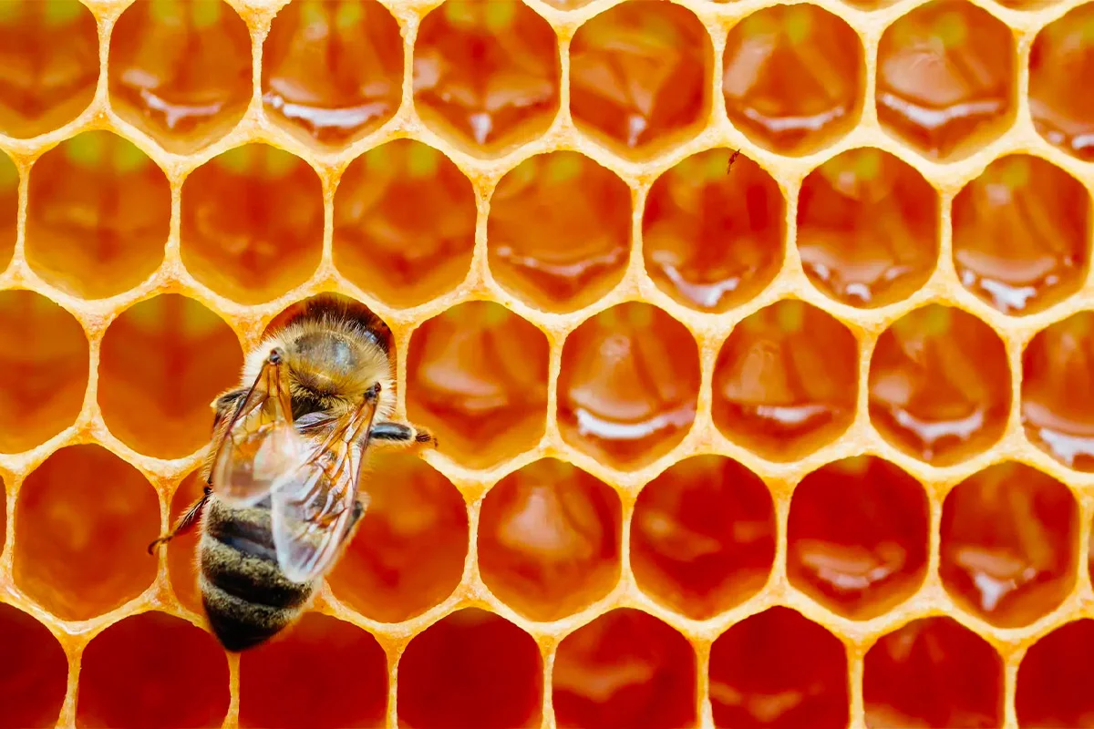 impact des pesticides sur les abeilles