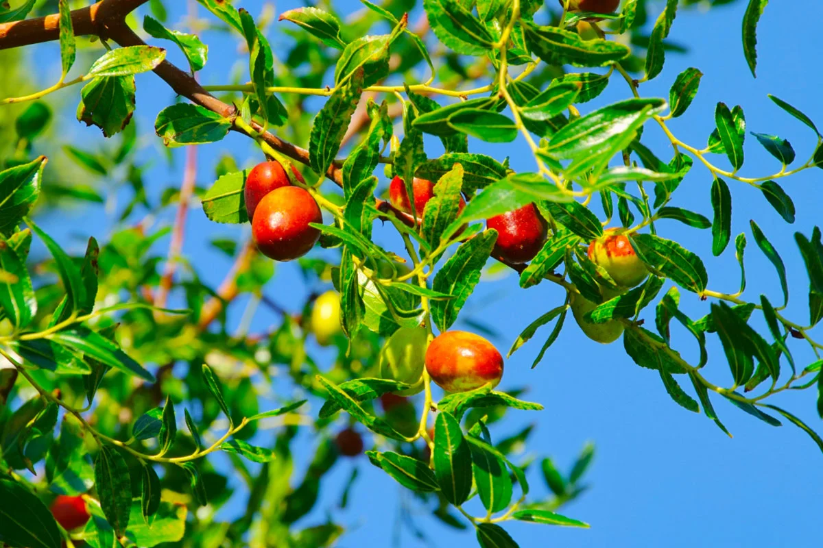 la jujube